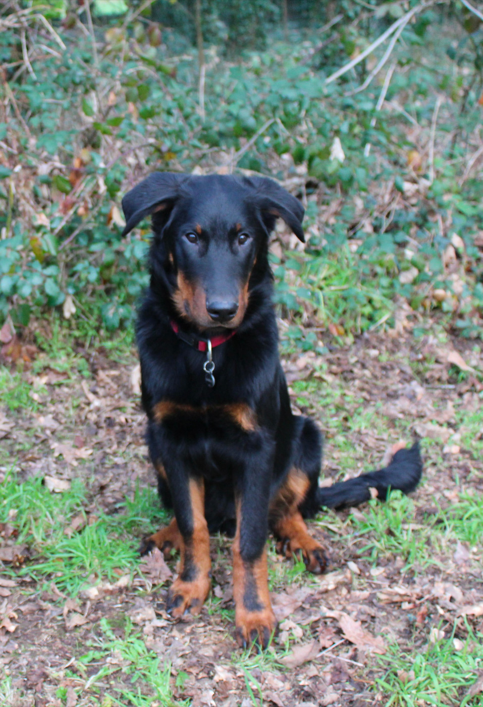 Addock Des Landes De Kerlys