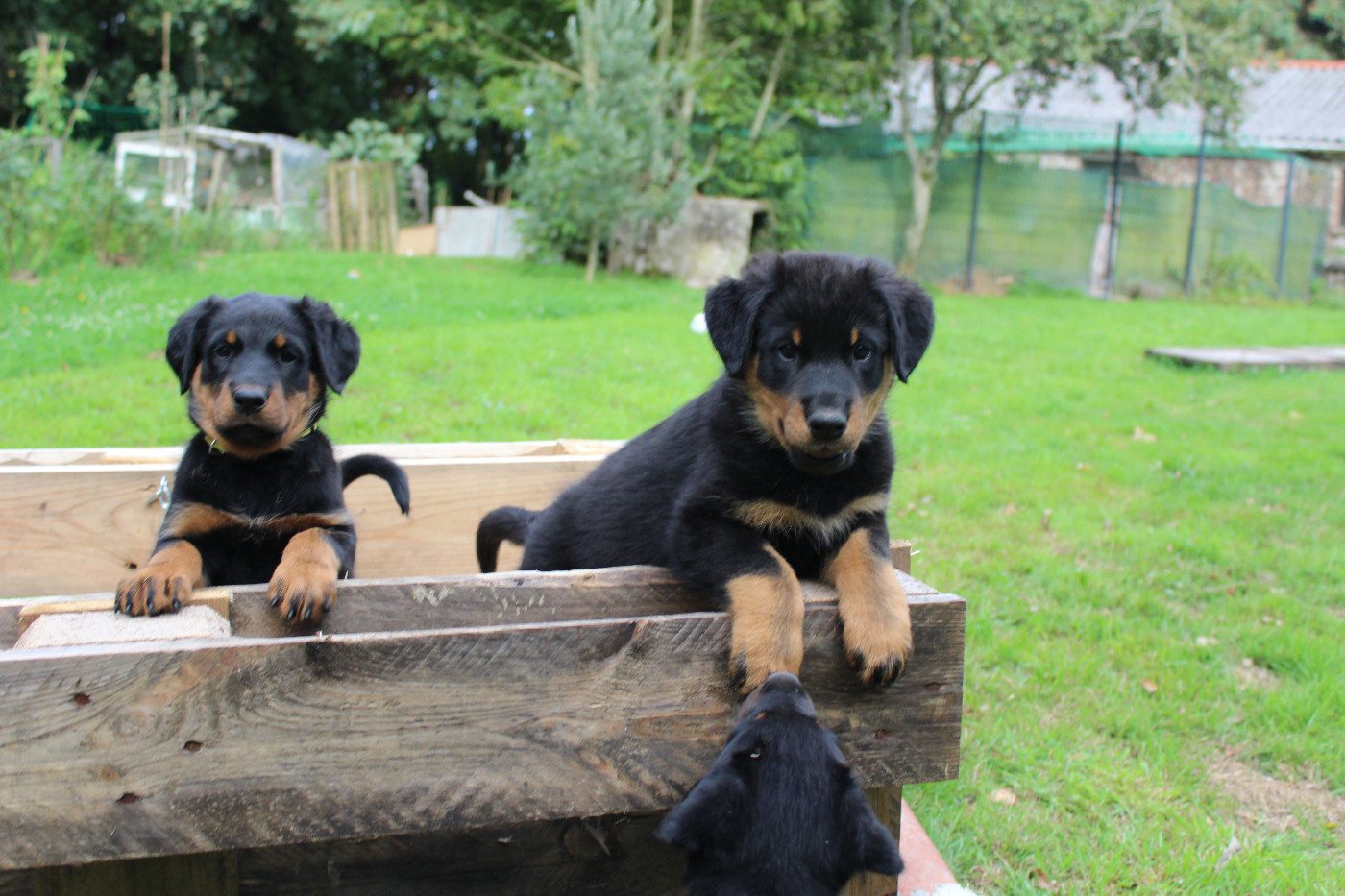 Des chiots en 2027 !!!!