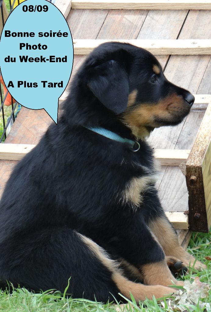 Des Landes De Kerlys - Chiots disponibles - Berger de Beauce