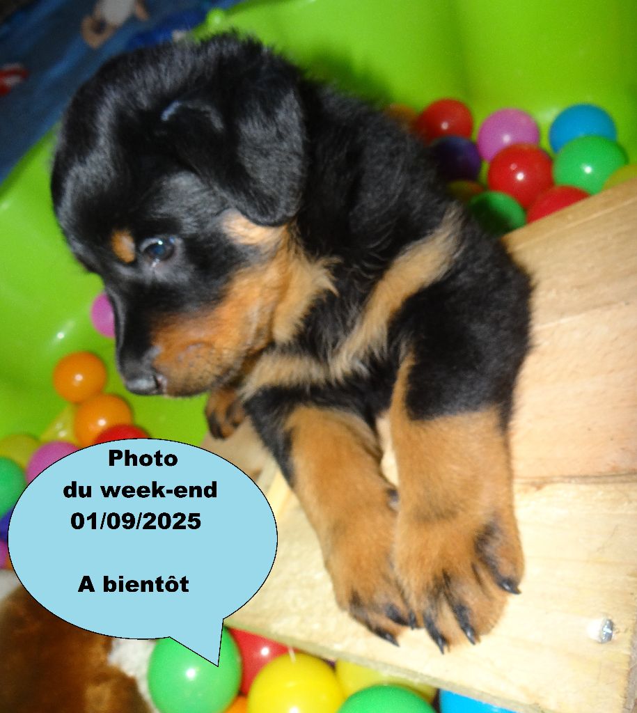 Des Landes De Kerlys - Chiots disponibles - Berger de Beauce