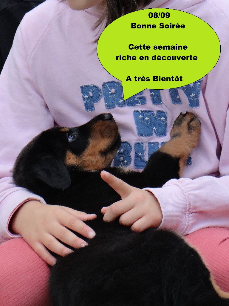 Des Landes De Kerlys - Chiots disponibles - Berger de Beauce
