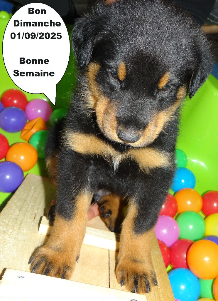 Des Landes De Kerlys - Chiots disponibles - Berger de Beauce