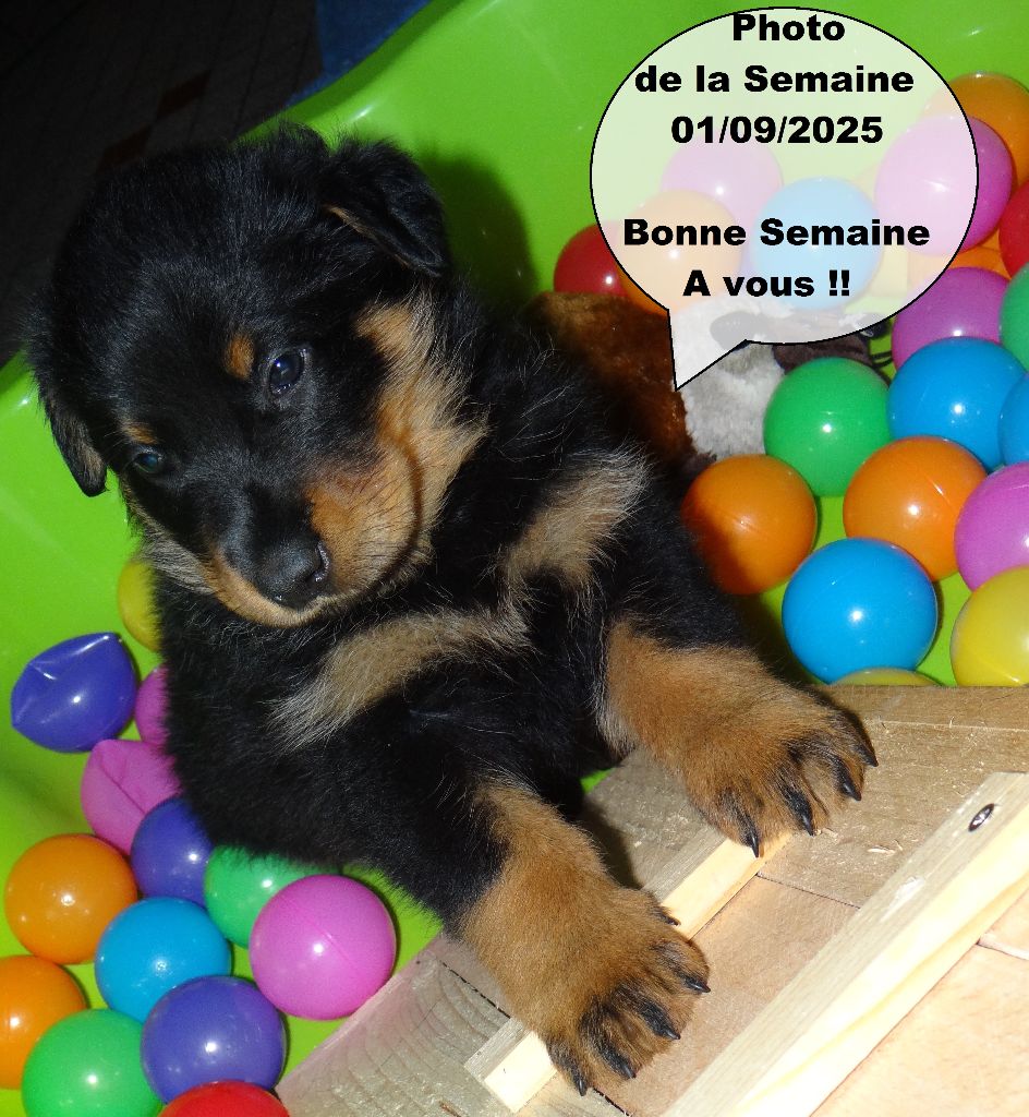 Des Landes De Kerlys - Chiots disponibles - Berger de Beauce