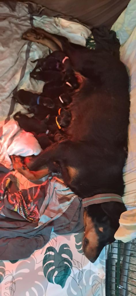 Chiot Berger de Beauce Des Landes De Kerlys