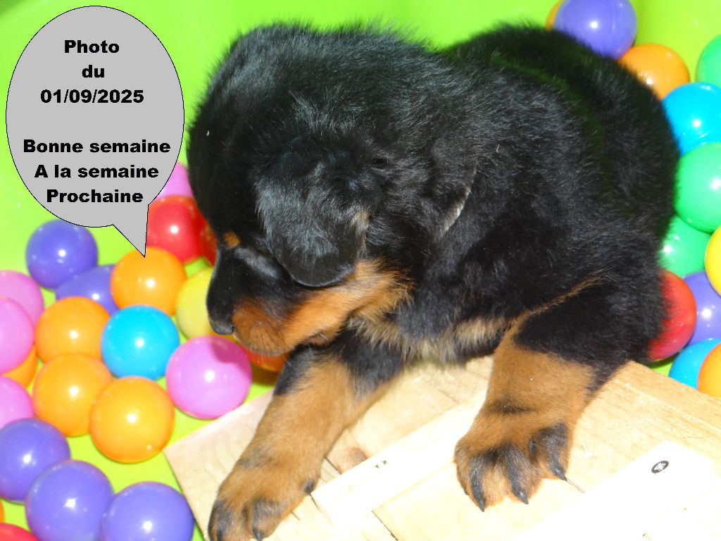 Des Landes De Kerlys - Chiots disponibles - Berger de Beauce